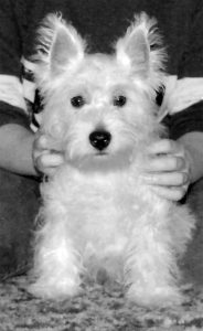 Bix, the White Dog, as a wee pup. Fresh out of the bath!